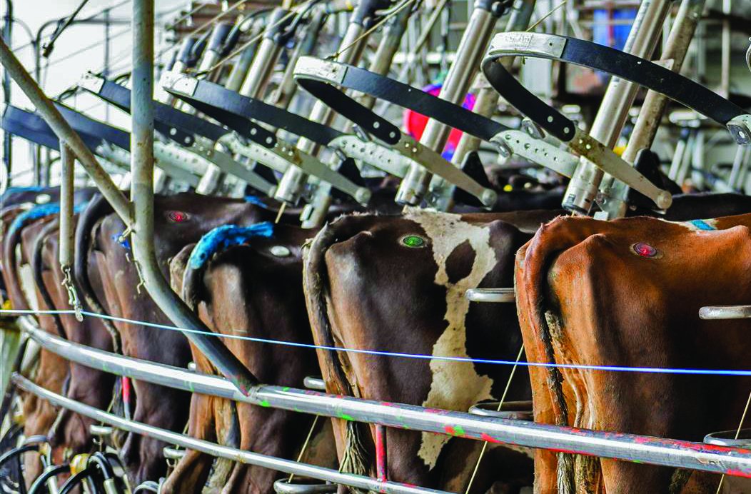 GallagherAMAU's tweet photo. “What was really important was that we AI’d 26 cows that had the FlashMate flashing red that we wouldn’t have picked off the tail paint.” – Will McDonald, Boldrewood Dairies.
Read more about how #Gallagher #FlashMate can help improve your dairy herd: https://t.co/rQ17BNFGJN https://t.co/kEO9LzGZOT