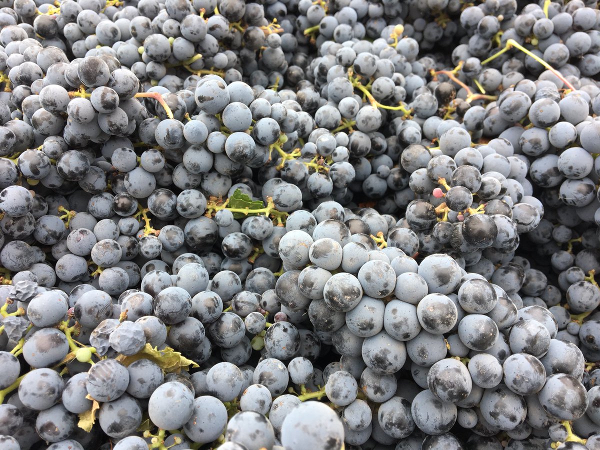 MalbecniRick's tweet photo. Carmwnere from Willow Run Vineyard, first pick! https://t.co/lEHMTYeoFQ