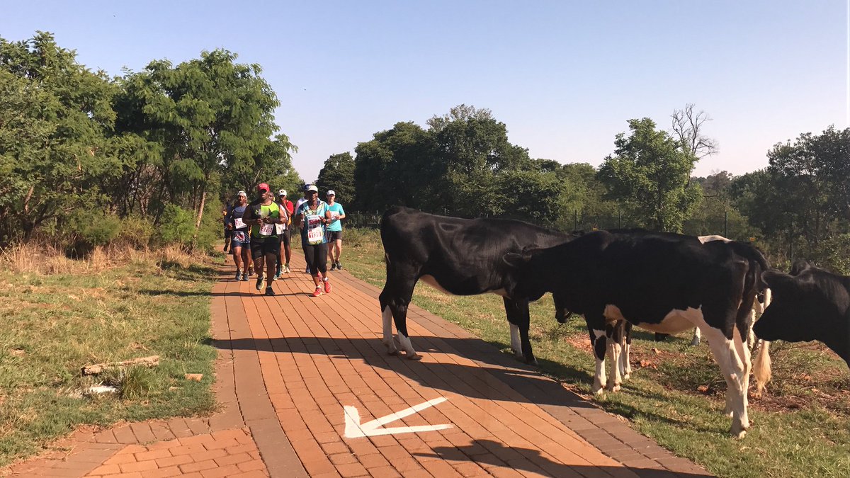 Irene Athletics Club tweet media