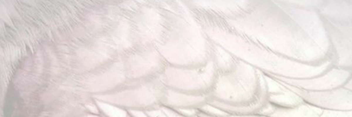 thuglayouts's tweet photo. Ariana Grande layout 💜

RT if you saved please https://t.co/UuNQLsSkVI
