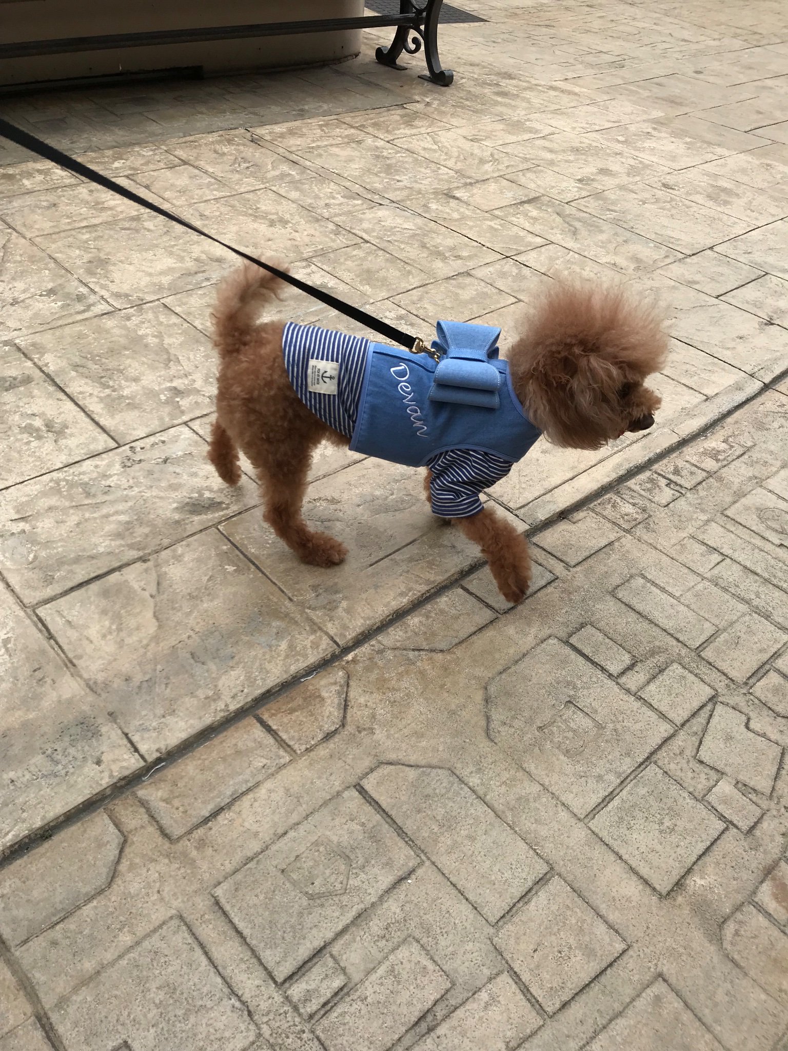 Pet ブランドdevan No Twitter 木更津アウトレット 店です トイプードルのあすかちゃんが3dハーネスを選びに来てくれました 4キロ Lサイズ とても人懐っこくて可愛いあすかちゃん また来てくださいね 3dハーネス Devan リボン トイプードル 犬 Pet ブランドdevan No Twitter 木更津アウトレット 店です トイプードルのあすかちゃんが3dハーネスを選びに来てくれました 4キロ Lサイズ とても人懐っこくて可愛いあすかちゃん また来てくださいね 3dハーネス Devan リボン トイプードル 犬
