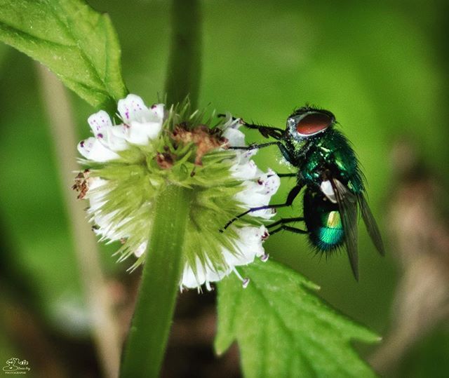 marla29's tweet photo. Encore une mouche qui aime les fleurs | another fly which love flowers...
#flyinsect #insect #nature #naturephotography #naturelovers #naturehippys #france #igersfrance #igersbretagne #bretagne #brestbretagne #brest #mouche #macrophotography #macro_kings… https://t.co/uRqN2eTAiW https://t.co/0llAiwEn3Z