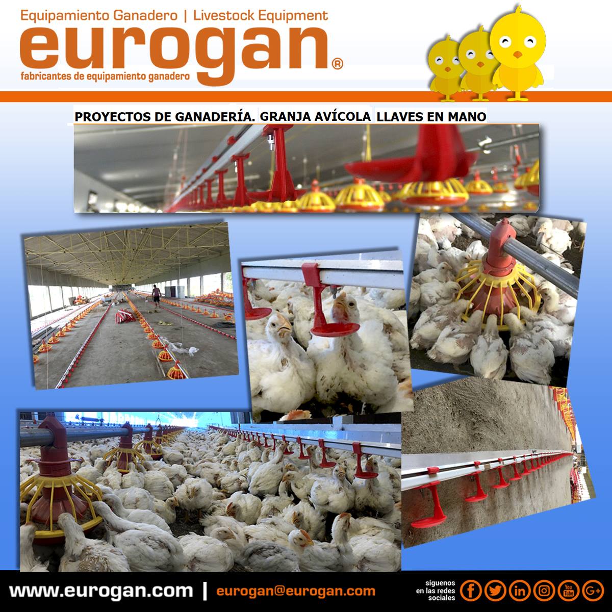 ✅ goo.gl/6T2AWA
🐤 PROYECTOS DE #GANADERÍA LLAVES EN MANO. NAVES #AVÍCOLAS Y/O DE #PORCINO. Ofrecemos soluciones completas dentro de la industria e ingeniería #ganadera.
#llavesEnMano #TurnkeyProjects #farn #granja #ganaderia #livestock