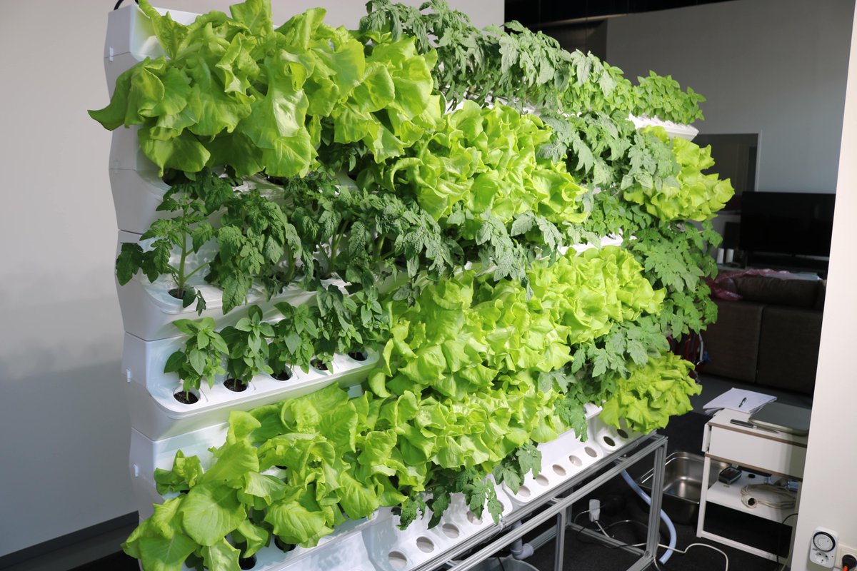 GndSolutions's tweet photo. grow, harvest, garnish, eat ! ✔️

#gndsolution #salad #verticalfarming #ledlights #nutrition https://t.co/LJZqP5CW4s