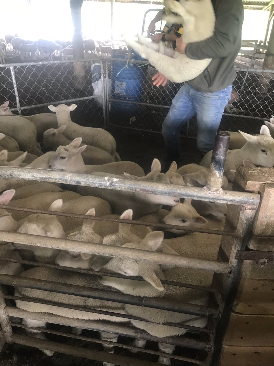 MorrisonFarming tweet picture