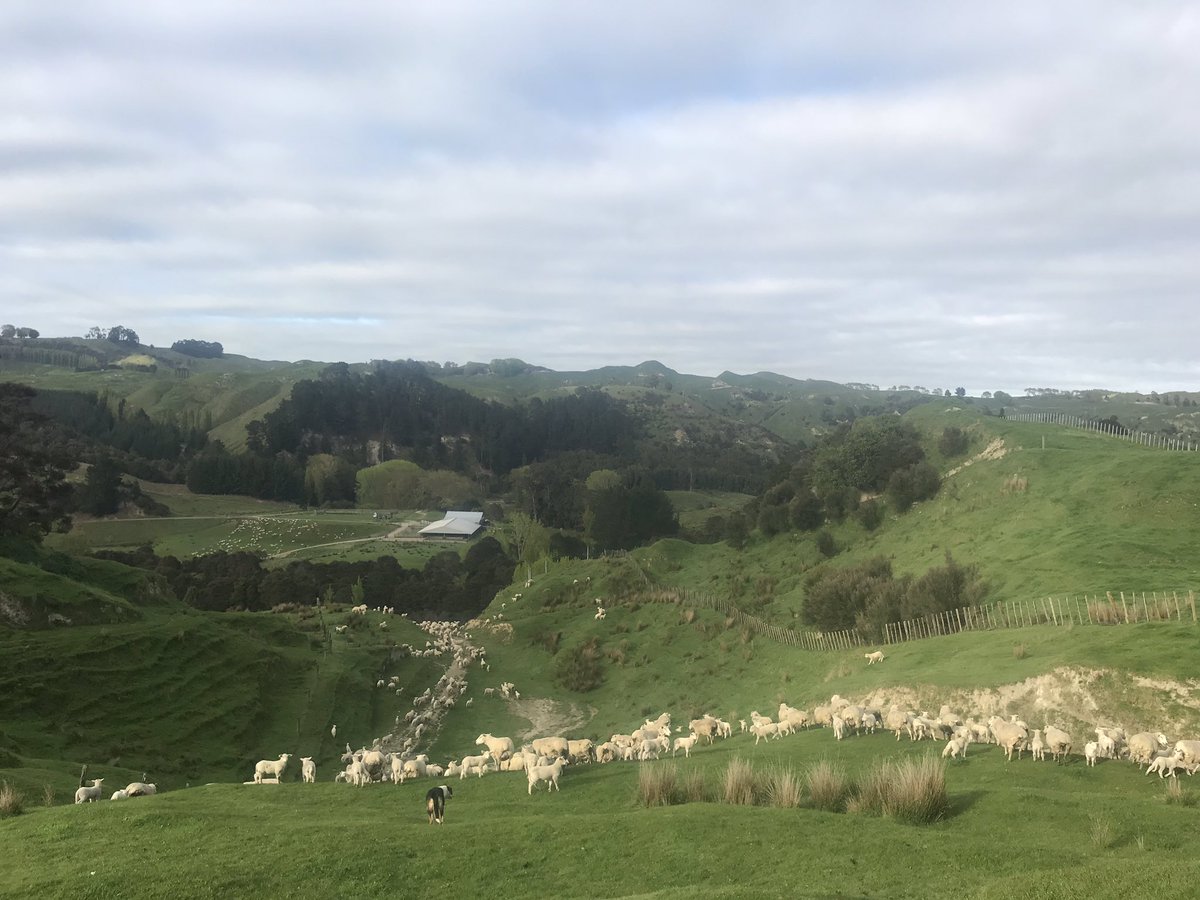 MorrisonFarming tweet picture