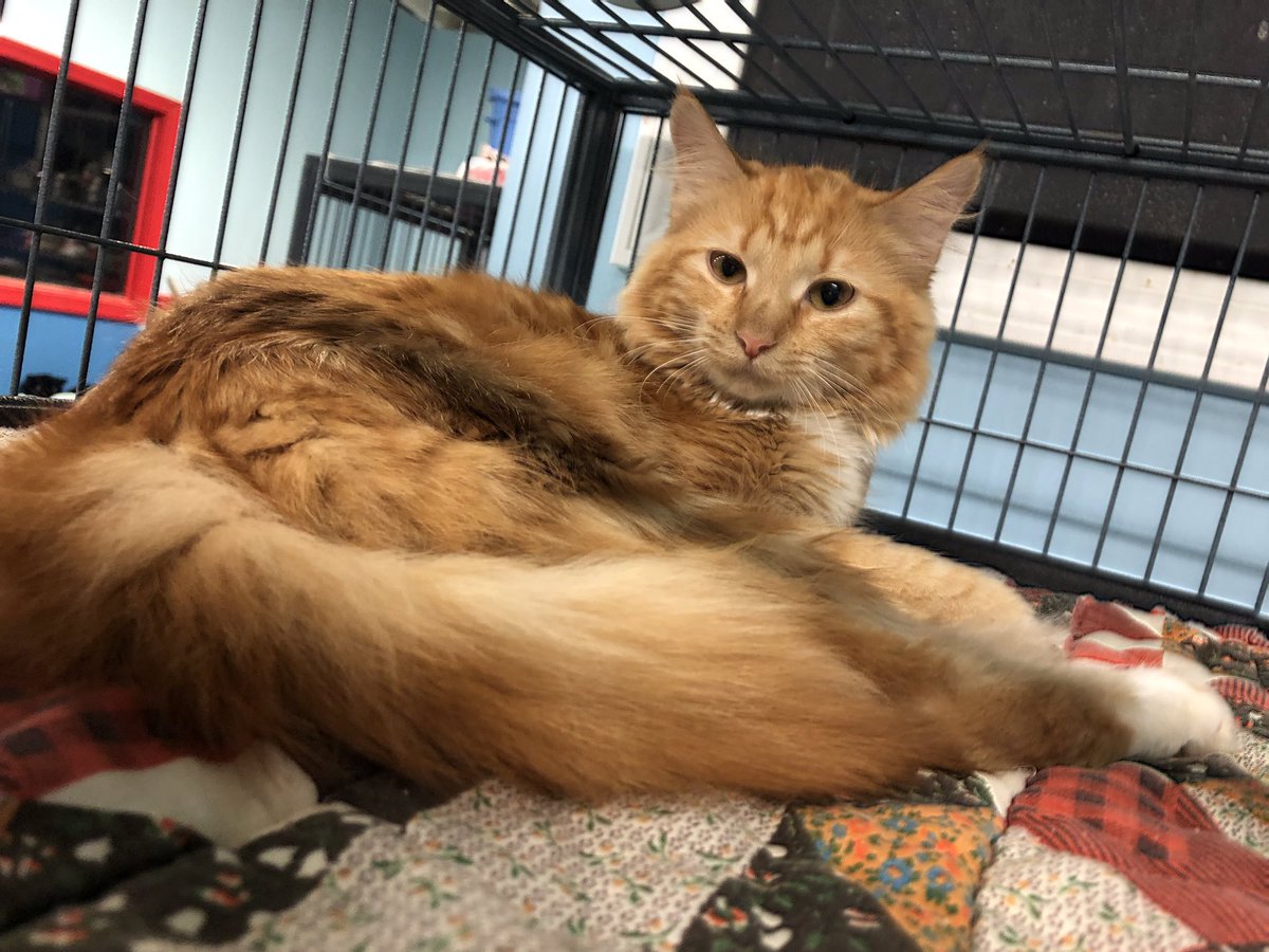 MakkyMph's tweet photo. It’s October, and here’s the first of your monthly reminders that SO many loving cats are awaiting to meet their forever families at West Side Cats!!!  So many people don’t realize just how many cats shelters see every day, and that kittens aren’t the only ones who need homes.... https://t.co/wlq4x3PYEr
