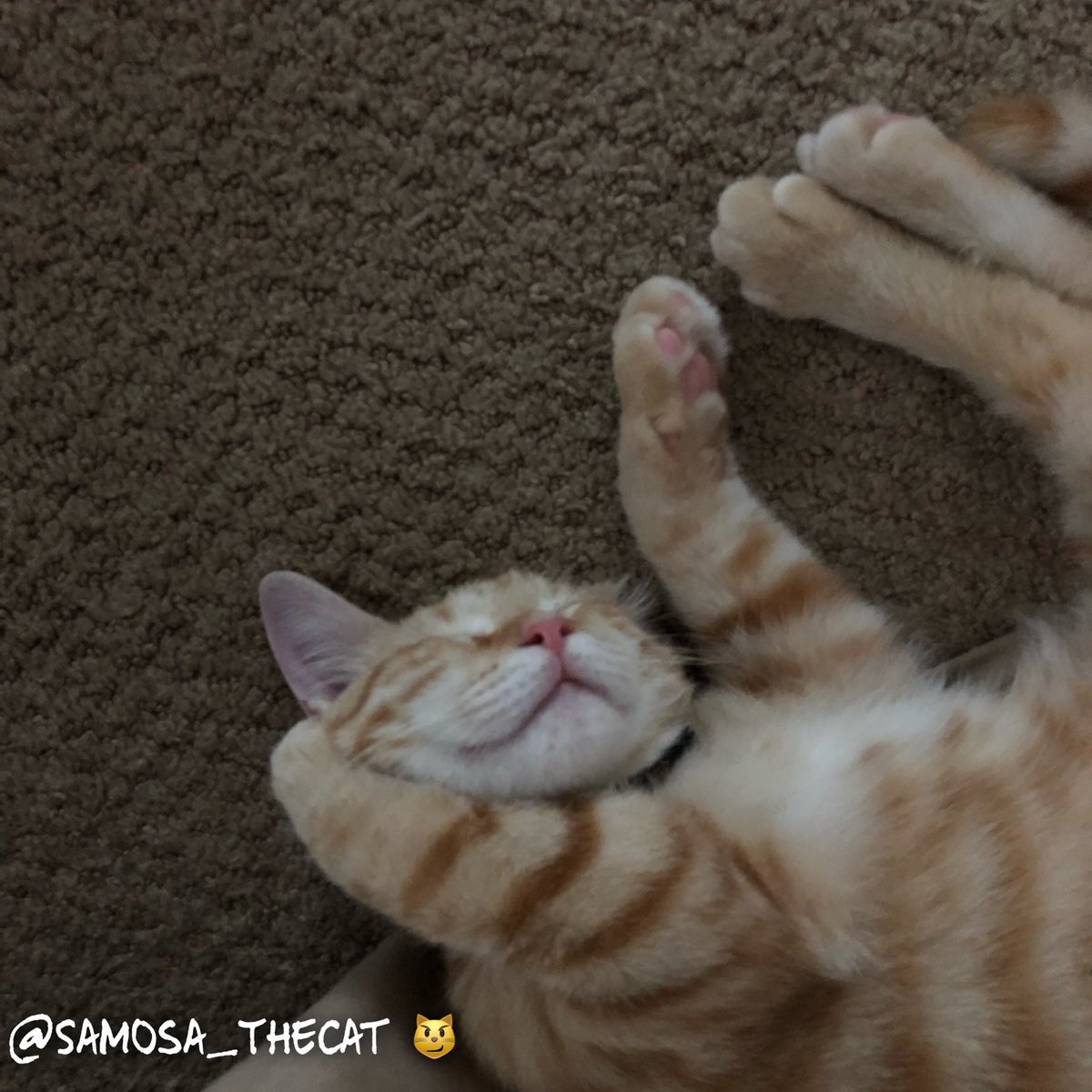 Samosa_TheCat's tweet photo. π±π¦ #5MoreMinutes #5MoreMins #SnoozeButton #CatNap #NapTime #IHateMondays #SamosaTheCat #SamosaCat #TeamSamosa #SamosaLife #SamosaSwag #KittenSwag #Kitten #KittenLife #KittenSelfie #KittyLife #KittyCat #CuteKitten #Kitty #LoveKittens #OrangeTabby #KittyCat https://t.co/tNL5mqzFlx