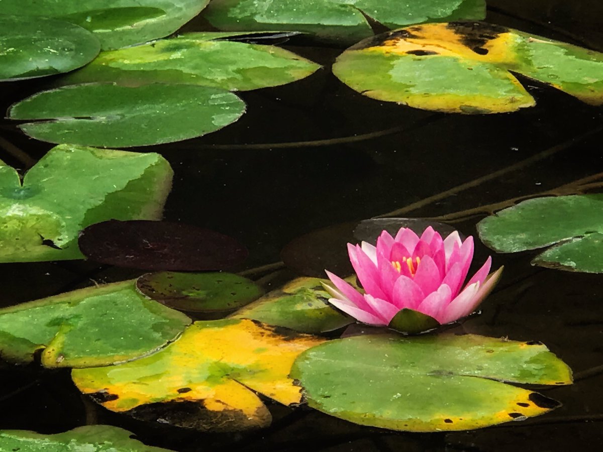 knoxkeith's tweet image. #instabloom #flower #pond #texas #knoxkeith