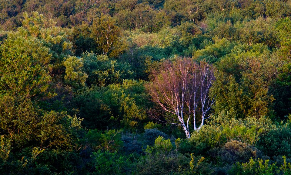zuid_holland's tweet photo. Beheerplannen #Westduinpark &amp; #Wapendal en #Solleveld &amp; #Kapittelduinen ter inzage van 16 oktober t/m 26 november https://t.co/Y1WGYvJyaG https://t.co/QvzBCOwFfk