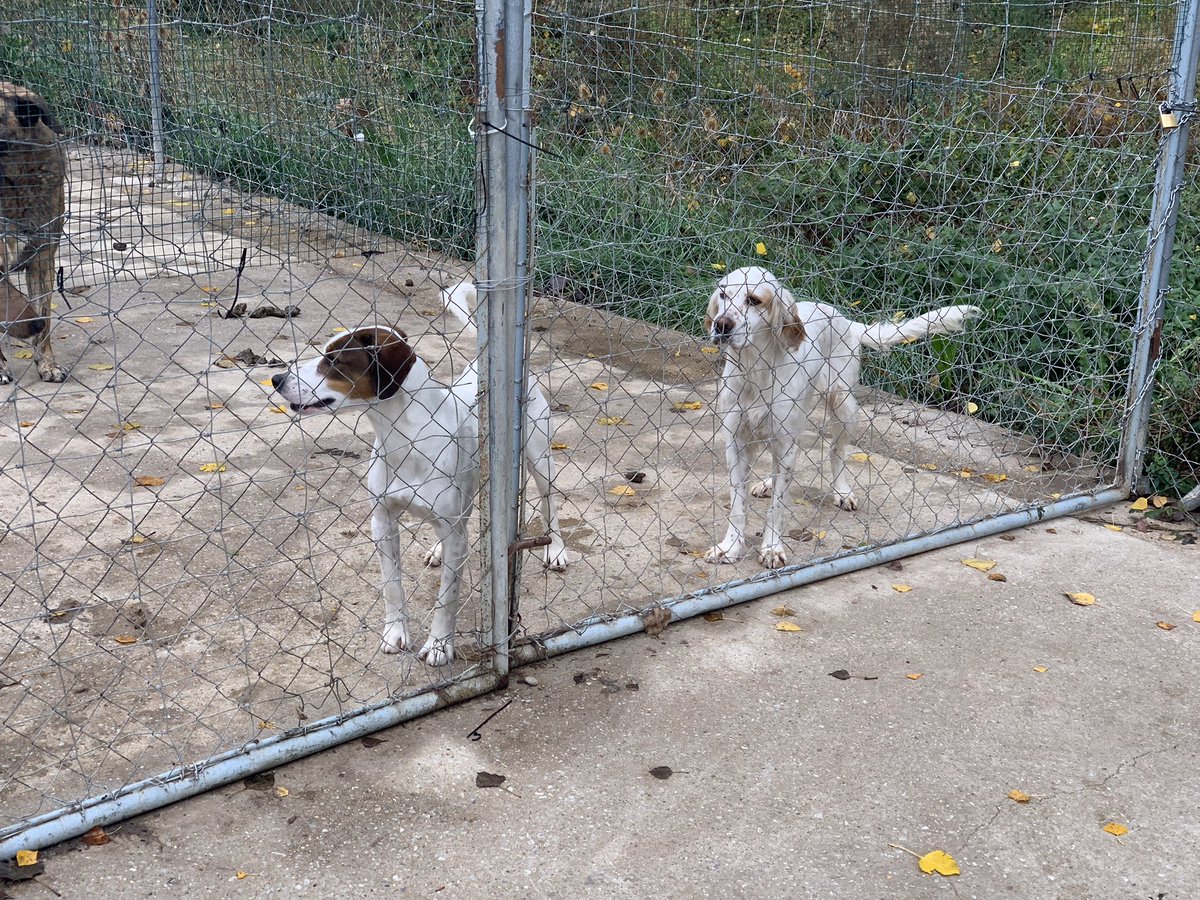 Los niños del primer internivel nos hemos ido a conocer la <a href="/prote_guardo/">Protectora Guardo</a>. Hacen una labor impresionante y os animamos a que os acerquéis y los conozcáis 😊🐶