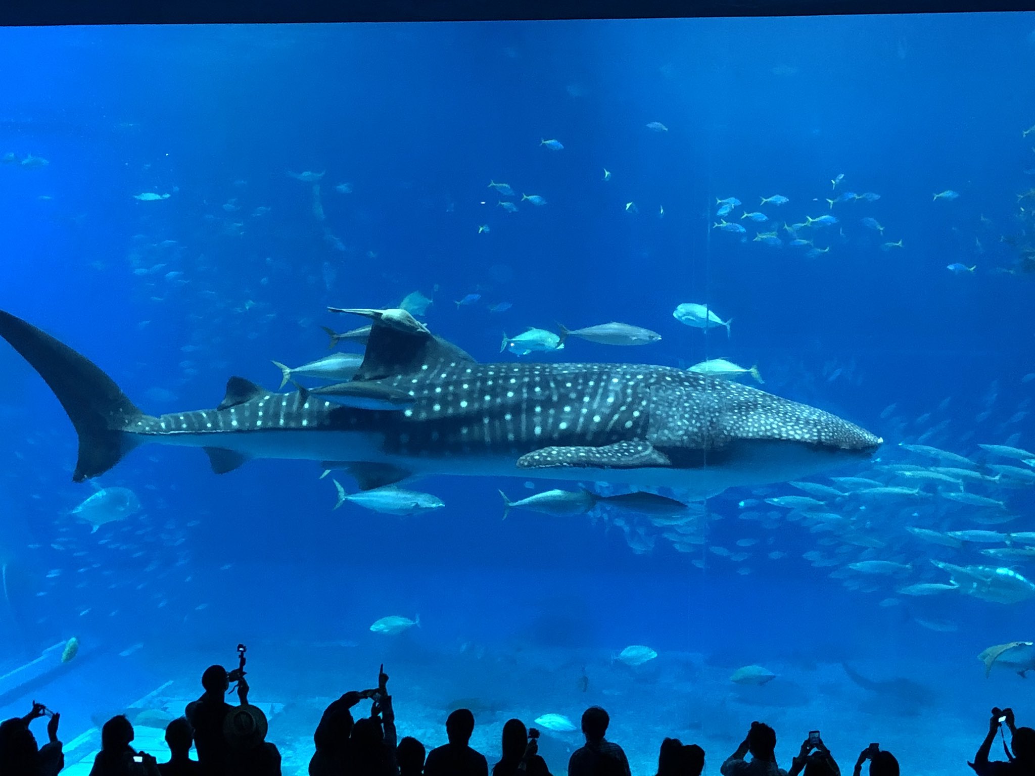 とんぼ 美ら海のジンベエザメ 死ぬほどコバンザメ従えて遊泳してたから部下をぞろぞろ従えて闊歩するジンカッコいいなぁ って心の中で思いながら眺めてた