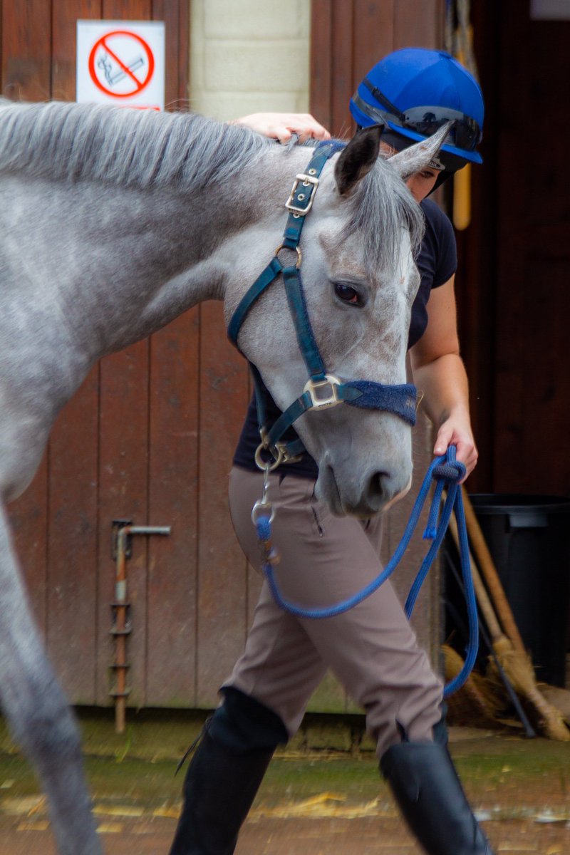 RaceHorseTrader's tweet image. **READ**
Our inaugural blog post: Princess shows David and Paul the Way
Three-time winner has given her owner and trainer a dream start...
racehorsetrader.com/pages/trader-b…
#PrincessWay 
#PaulGeorgeRacing
#ThisFillyCan