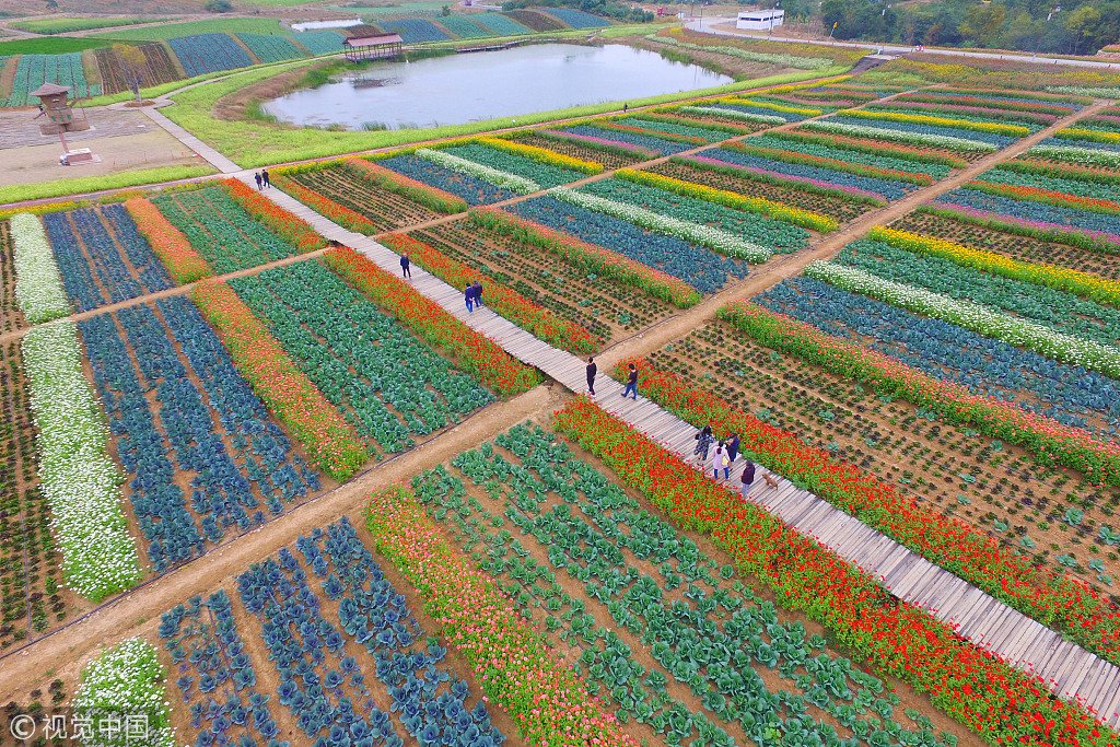 CGTNRadio's tweet photo. 50 million zinnia bloom into a multicolored portrait in Nanjing, Jiangsu Province. Click on the photos for more.  https://t.co/9n6LEJL8FR https://t.co/JfrFgE4Kaw