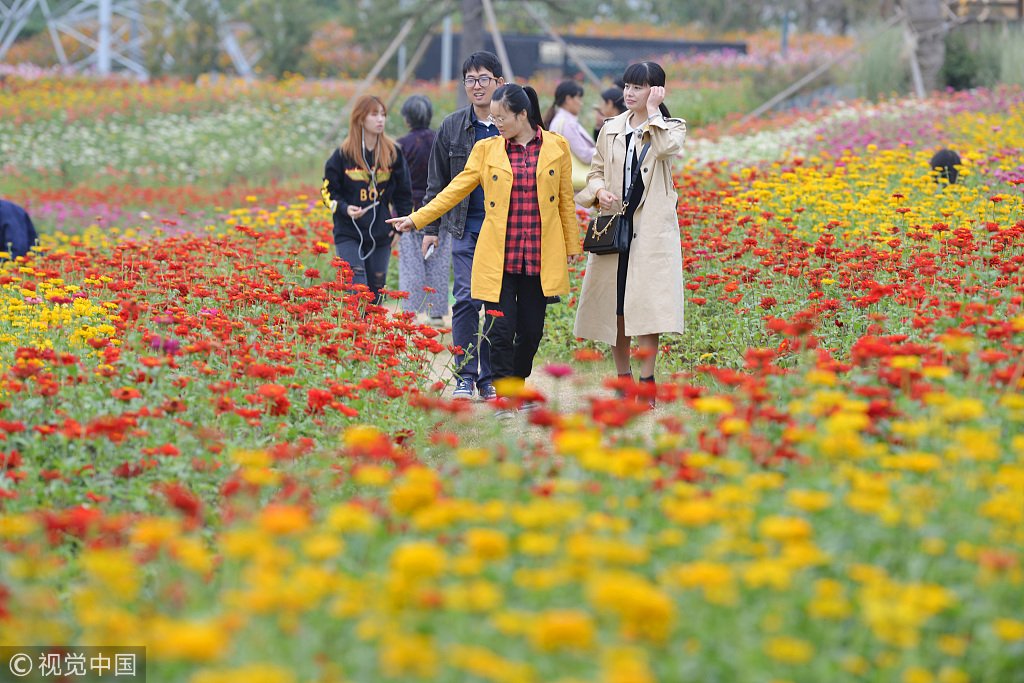 CGTNRadio's tweet photo. 50 million zinnia bloom into a multicolored portrait in Nanjing, Jiangsu Province. Click on the photos for more.  https://t.co/9n6LEJL8FR https://t.co/JfrFgE4Kaw