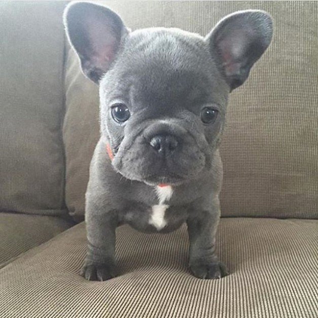 DoggyOverload tweet media