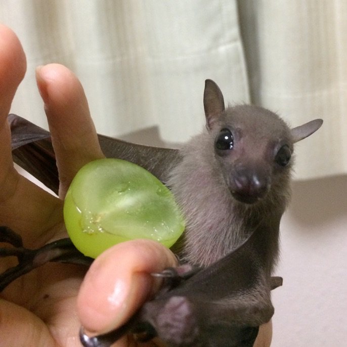 nightgliders's tweet photo. マスカットが大きいのかコウモリが小さいのか https://t.co/BOltWVejCA