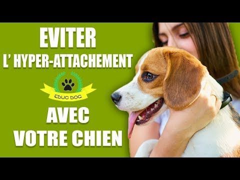 Tut0Tube's tweet image. Just Pinned to Animaux &amp;amp; Co: VideoTuto - TUTO MON CHIEN NE SUPPORTE PAS LA SOLITUDE !!!!!!?????  #chien #solitude #supporte  ift.tt/2QQbftA ift.tt/2Aaotfa