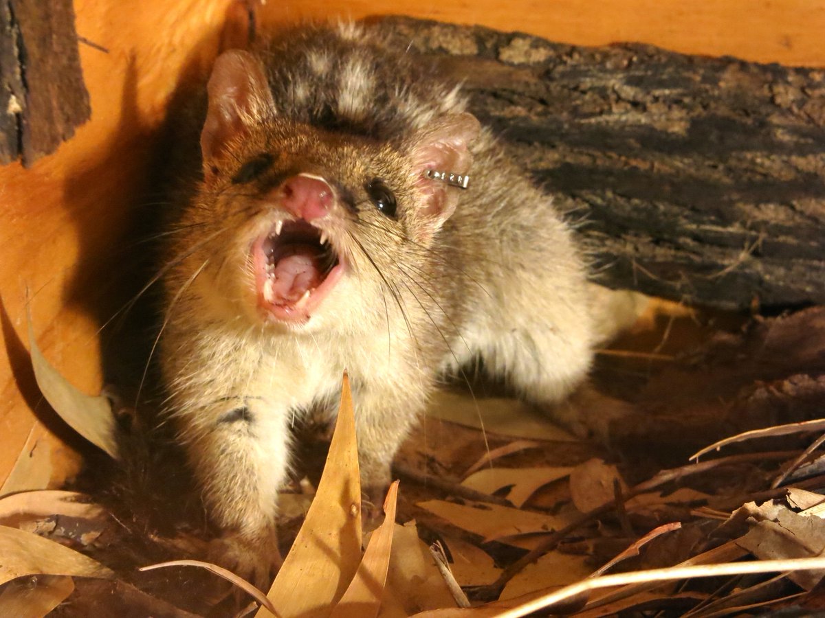 Skye Cameron tweet media