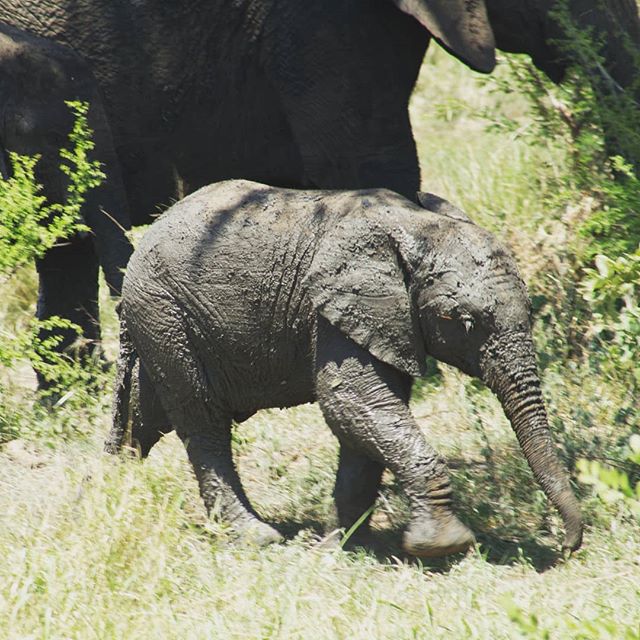 This baby Elly enjoyed a quick mud bath to keep cool under the heat of the African summer.