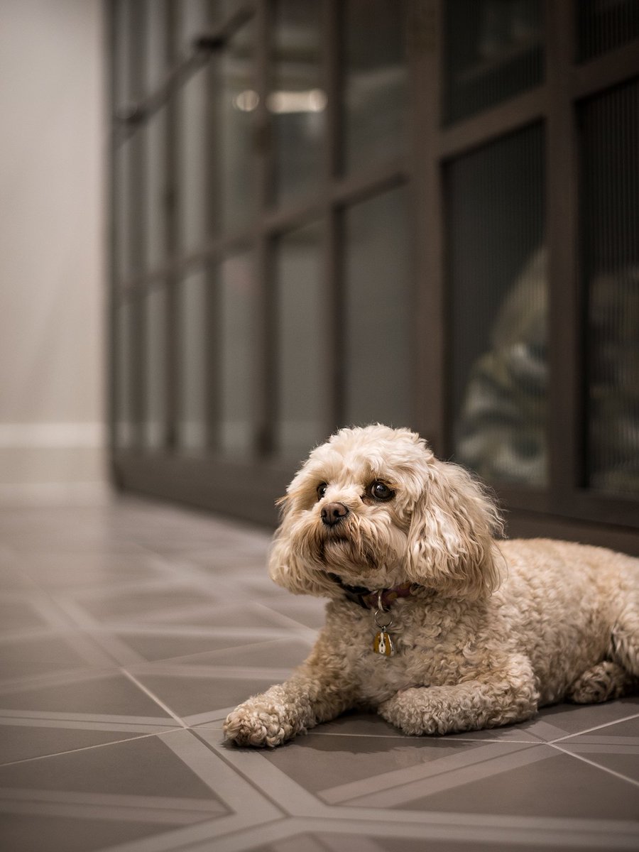Fight the Monday blues with a cute dog picture.

#dogsoftwitter #Dog #bespoke #furniture #bootroom #mudroom