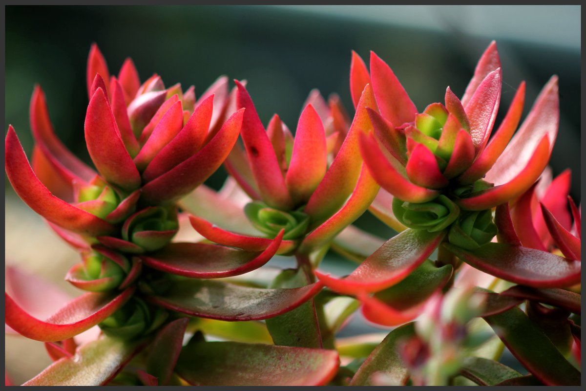 lhg2241's tweet image. #고창 #다육농장 #꽃다락 181015 2부     들어나 보았나? #팡팡국화 탁구공처럼 둥글고 크기도 탁구공 처름 생긴 특이한형태로 아름다운 #팡팡국화. 뭐 하나도못하는 것 없구나. 손 글씨. 다육이농장노래. 운전. 통 크게 facebook.com/profile.php?id…     story.kakao.com/inyoung3930