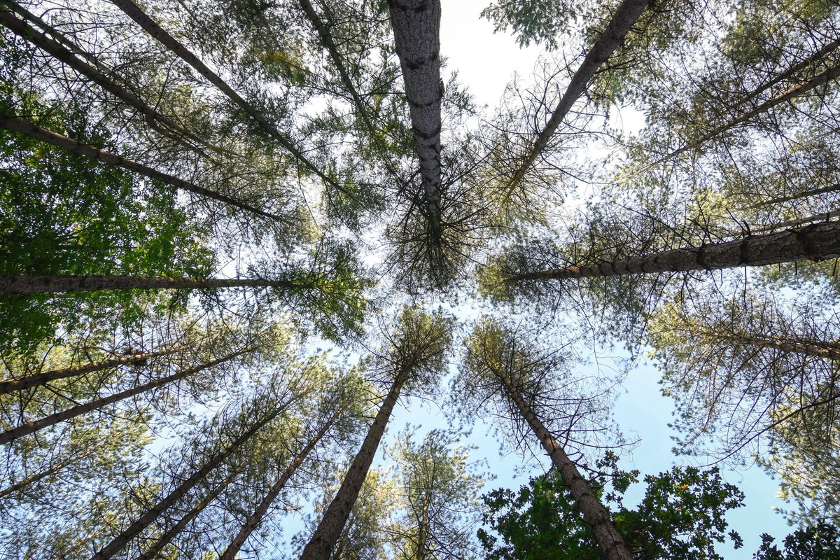 rus04ash's tweet photo. A walk in the woods can make you realise how small we are. #WexMondays #fsprintmonday #ThePhotoHour https://t.co/dFKFFTUyWU