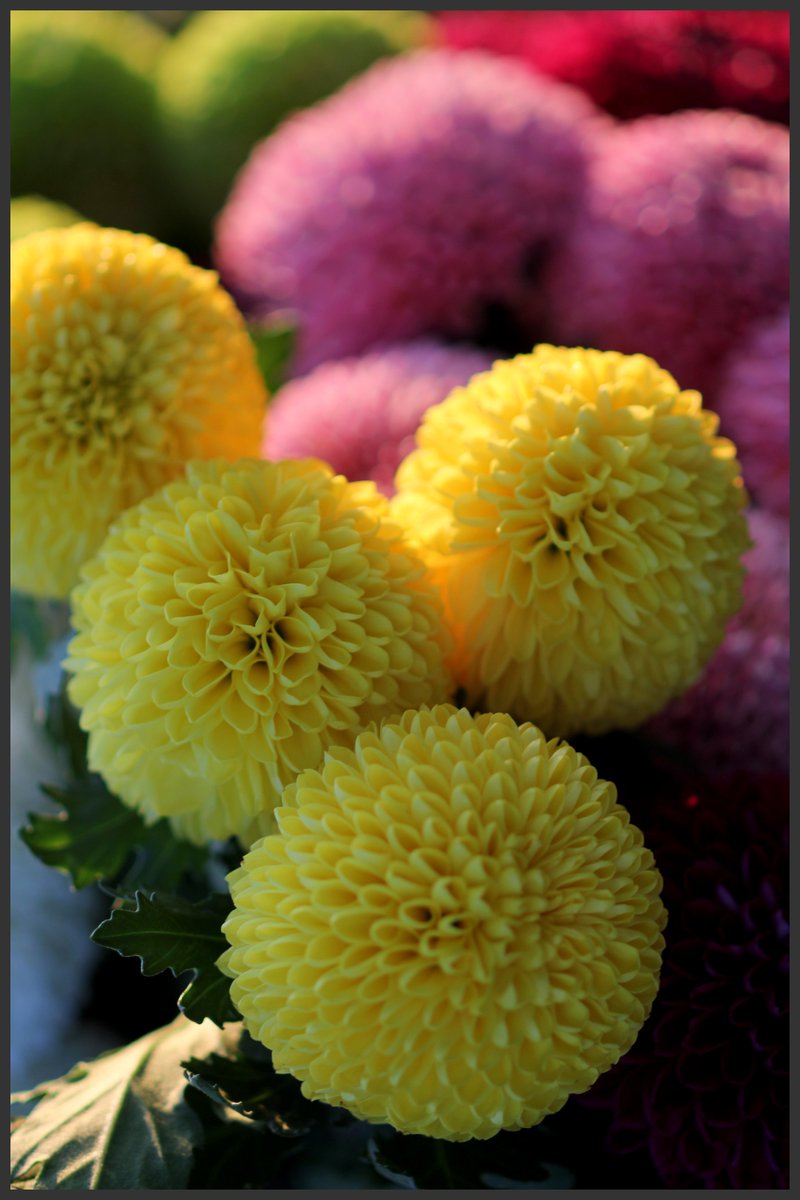 lhg2241's tweet image. #고창 #다육농장 #꽃다락 181015 2부     들어나 보았나? #팡팡국화 탁구공처럼 둥글고 크기도 탁구공 처름 생긴 특이한형태로 아름다운 #팡팡국화. 뭐 하나도못하는 것 없구나. 손 글씨. 다육이농장노래. 운전. 통 크게 facebook.com/profile.php?id…     story.kakao.com/inyoung3930