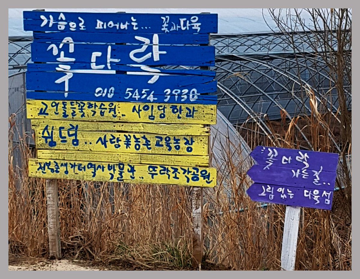 lhg2241's tweet image. #고창 #다육농장 #꽃다락 181015 2부     들어나 보았나? #팡팡국화 탁구공처럼 둥글고 크기도 탁구공 처름 생긴 특이한형태로 아름다운 #팡팡국화. 뭐 하나도못하는 것 없구나. 손 글씨. 다육이농장노래. 운전. 통 크게 facebook.com/profile.php?id…     story.kakao.com/inyoung3930