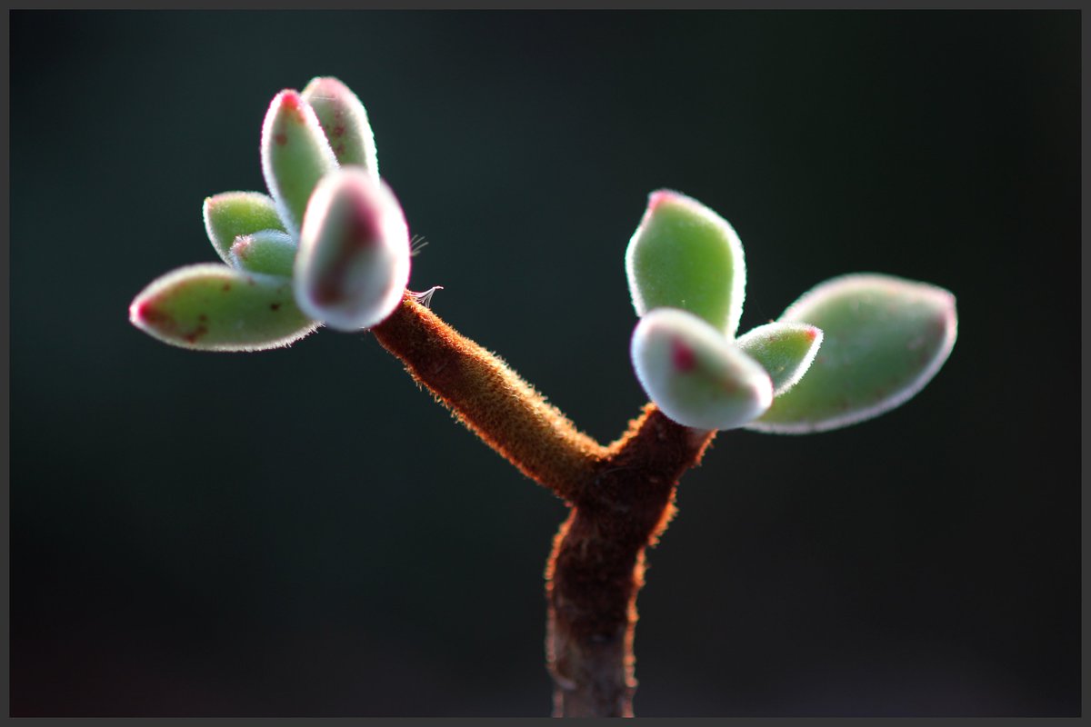 lhg2241's tweet image. #고창 #다육농장 #꽃다락 181015 2부     들어나 보았나? #팡팡국화 탁구공처럼 둥글고 크기도 탁구공 처름 생긴 특이한형태로 아름다운 #팡팡국화. 뭐 하나도못하는 것 없구나. 손 글씨. 다육이농장노래. 운전. 통 크게 facebook.com/profile.php?id…     story.kakao.com/inyoung3930