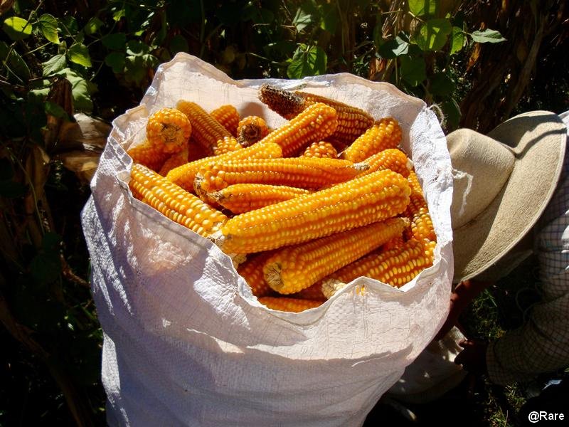 #WorldFoodDay: @rare & @IFOAMorganic hosted a series of #FarmingForBiodiversity workshops in #Kenya 🇰🇪 & #Mexiko 🇲🇽 on #SocialMarketing techniques that can catalyze #BehaviorChange & promote sustainable farming methods. ➡️rare.org/stories/sowing… ➡️ international-climate-initiative.com/en/nc/details/…