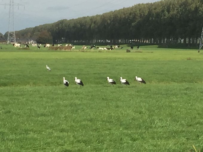 Zouden we een geboortegolf krijgen? 😜
📷 Arie op locatie vlakbij #poldergemaal #Baambrugge