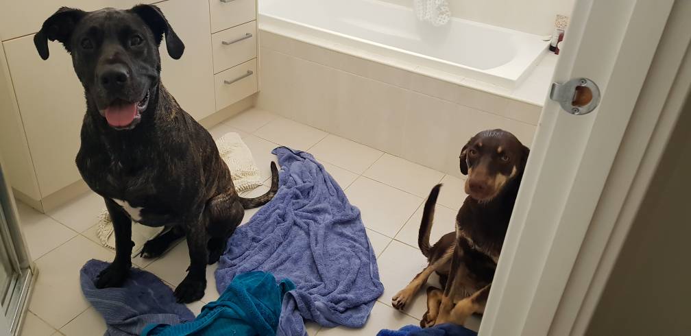 This is Max and Marla. Does anyone know how I could sneak them into my future classroom? I think they'd make great SLSOs. #ACUedu_p #futureteacher #doglife