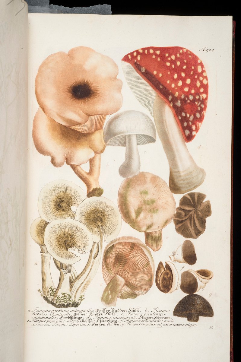 Fabulous fungi from our autumn-themed display in the Rare Books Room <a href="/JIChistory/">JIC Archives</a> <a href="/JohnInnesCentre/">John Innes Centre</a> Open session for staff tomorrow between 11 and 2 pm