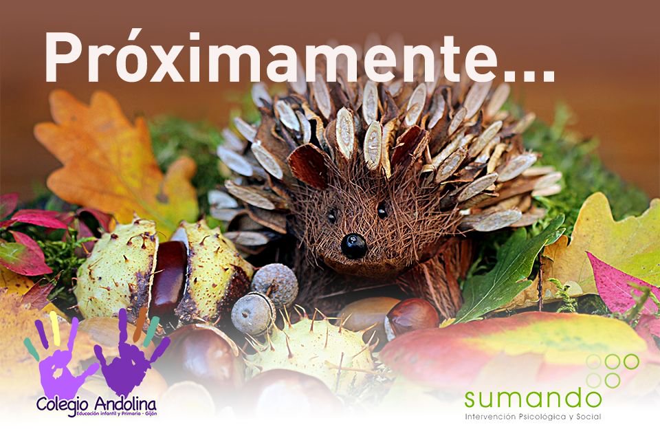 Colegio Andolina tweet media