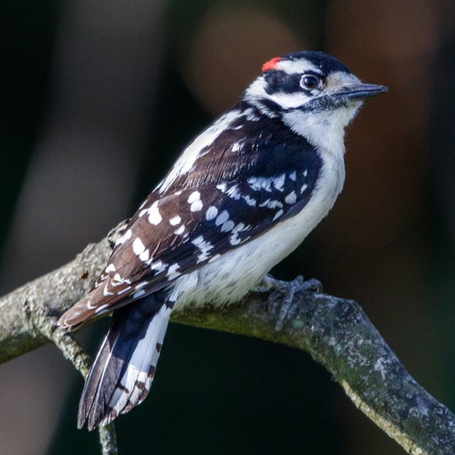 Butterflees's tweet photo. A male Downy Woodpecker.
.
.
.
#animalvegetablemineral #downywoodpecker #downy #woodpecker #red #redhead #blackandwhite #feathers #featherperfection #woodpeckers #bird #birds #nature #wildlife #birding #birdwatching #world #earth #life #sweet #friendly #… https://t.co/ycpwcmNrPF https://t.co/ood0J1ZhAm
