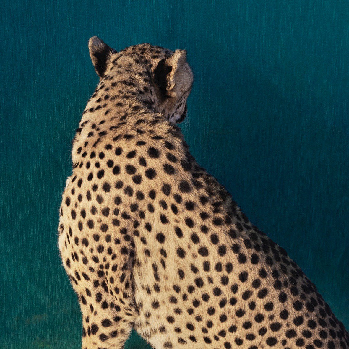 AAFNETHERLANDS's tweet image. Op onze event pagina zijn wij al begonnen met een voorstelrondje van de deelnemers dit jaar. Voor de fans ook nog een foto album per week - Week 1, 2 , 3, 4, 5, 6, 7, 8 en 9. Nog maar een week om early bird kaartjes te kopen!

ow.ly/RnLv30mezWE