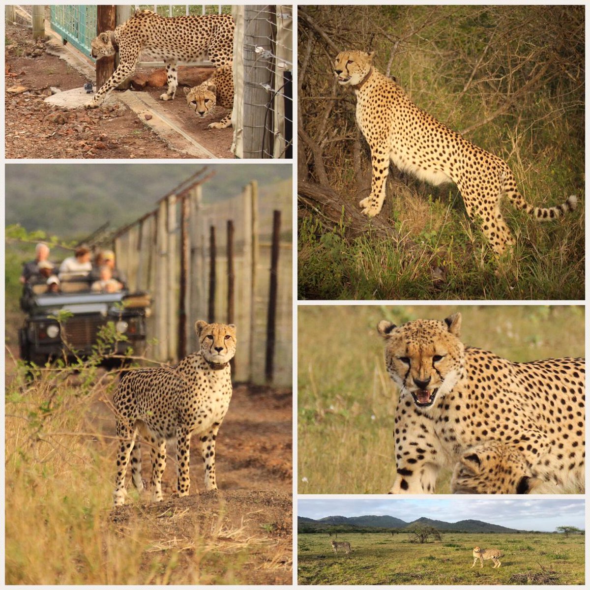 Boys are Released!

After spending a few months within a boma - acclimatising to their new surroundings - the cheetah boys have been released into the Thanda Safari reserve.

Guests witnessed as the boys carefully ventured out the gates.

Photo's by @ChristianSperka