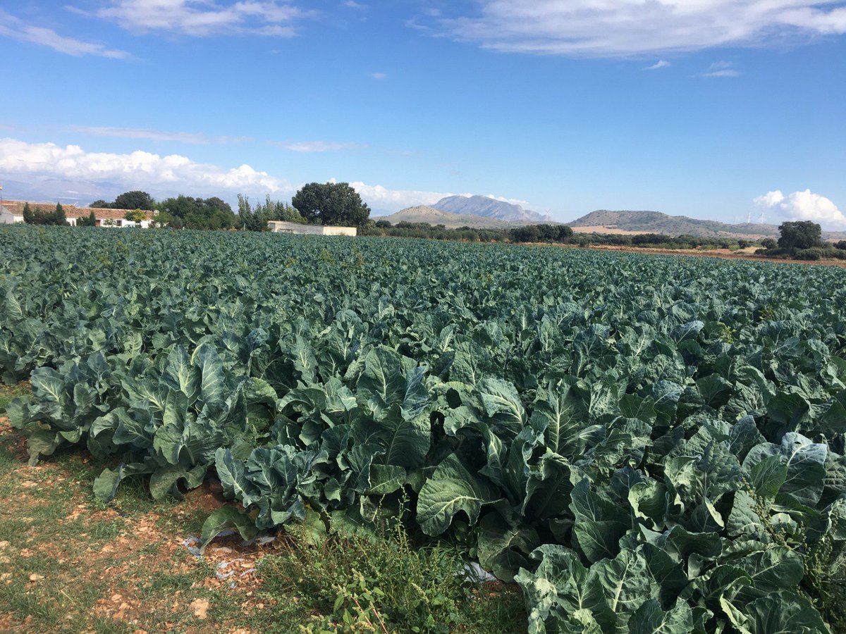 VitalisEspana's tweet photo. Coliflor MARDI, con ciclo de 75 días. 
Semilla 100% ecológica y NO CMS ¿alguien da mas? 😉  
#BeOrganic #Vitalis #EnzaZaden https://t.co/90PqNDGAv5