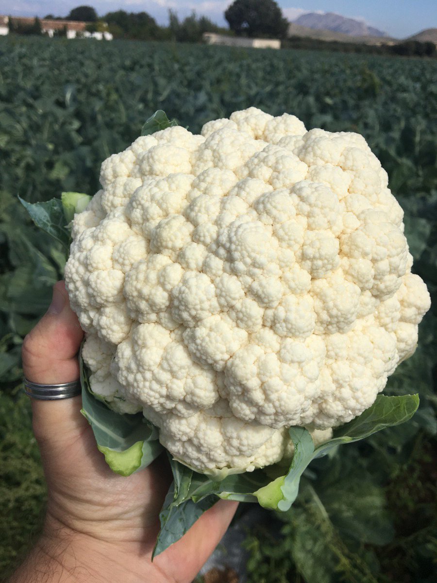 VitalisEspana's tweet photo. Coliflor MARDI, con ciclo de 75 días. 
Semilla 100% ecológica y NO CMS ¿alguien da mas? 😉  
#BeOrganic #Vitalis #EnzaZaden https://t.co/90PqNDGAv5