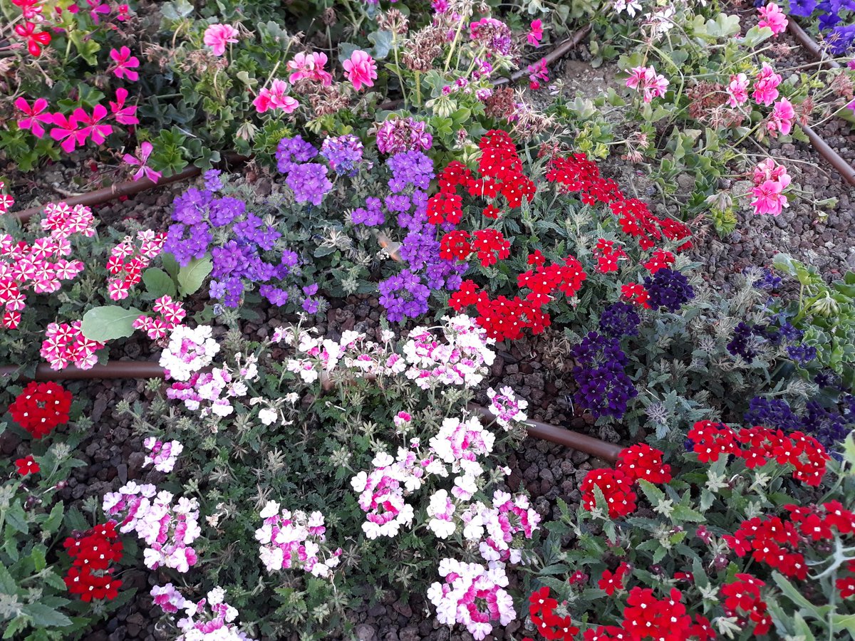 BenitCin's tweet photo. ⚘🌹🌻#Trovate #il #colibrì❗🐦 https://t.co/Ndz04kELOR