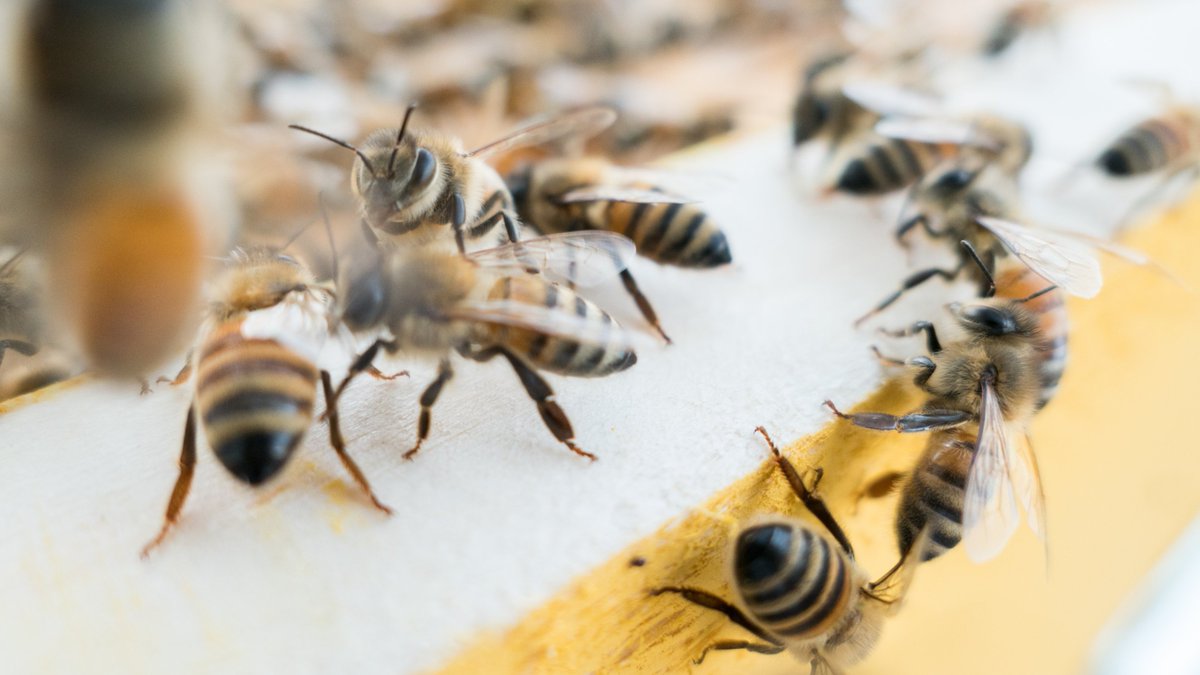 tquk_epa's tweet photo. This Hive is made up of the most amazing bees you'll ever see #EPAteam
https://t.co/Oc8tqkHu50 https://t.co/mhvP2m5aOz