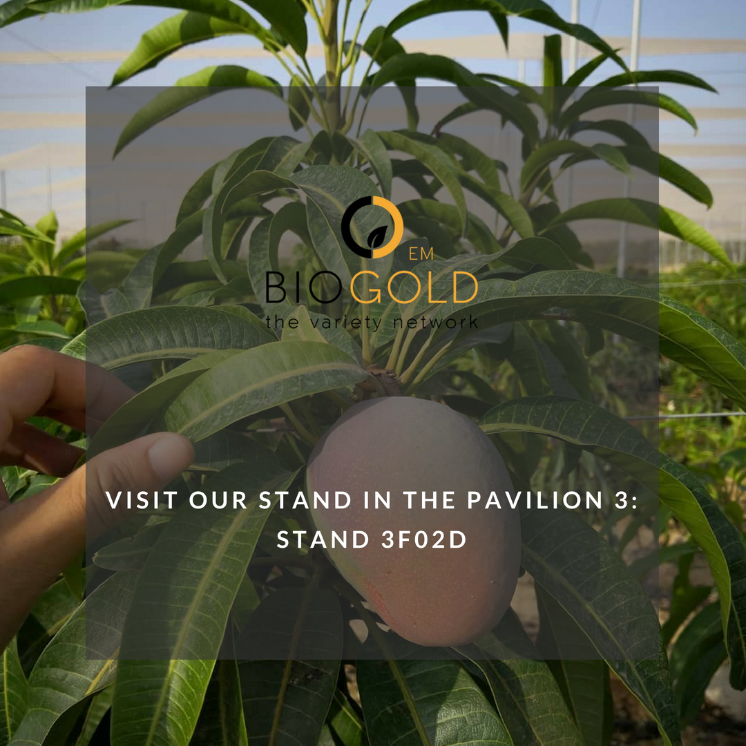 BIOGOLDEM's tweet photo. Mañana comienza @FruitAttraction !!

Y tenemos muchas ganas de veros a todos!
Nuestro stand se encuentra en el pabellón 3 - 3F02D
' Tu partner en el mundo de las variedades vegetales protegidas '
#FruitAttraction #FA18 #FruitAttraction10years #IFEMA #Fruta #Agricultura #BiogoldEM https://t.co/G7mopNxUc9