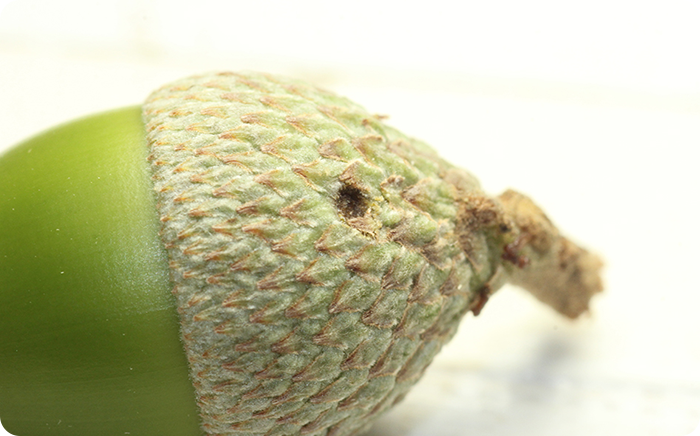 \ドングリの中に産卵する虫って何かご存知ですか?/一度はドングリの実が枝ごと落ちているのを目にしたことあるかと思います。通常、木の実は青いうちには落ちませんから、誰かが落としたことになります…犯人はいったい誰なのでしょう?^^その正体はこちら!⇒http://spr.ly/6008DAMJe