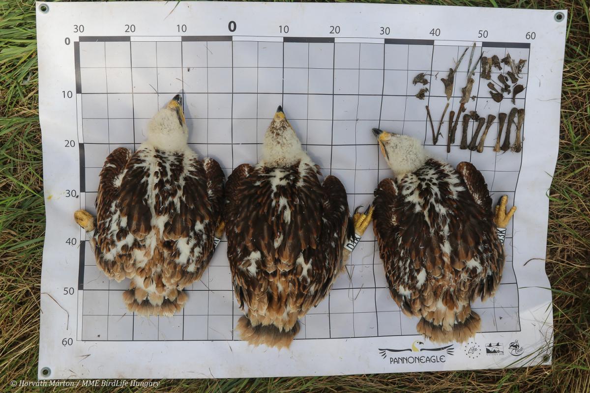 Read our summary of the 2018 Hungarian breeding season! Find out why this year was special! imperialeagle.eu/en/content/res…
