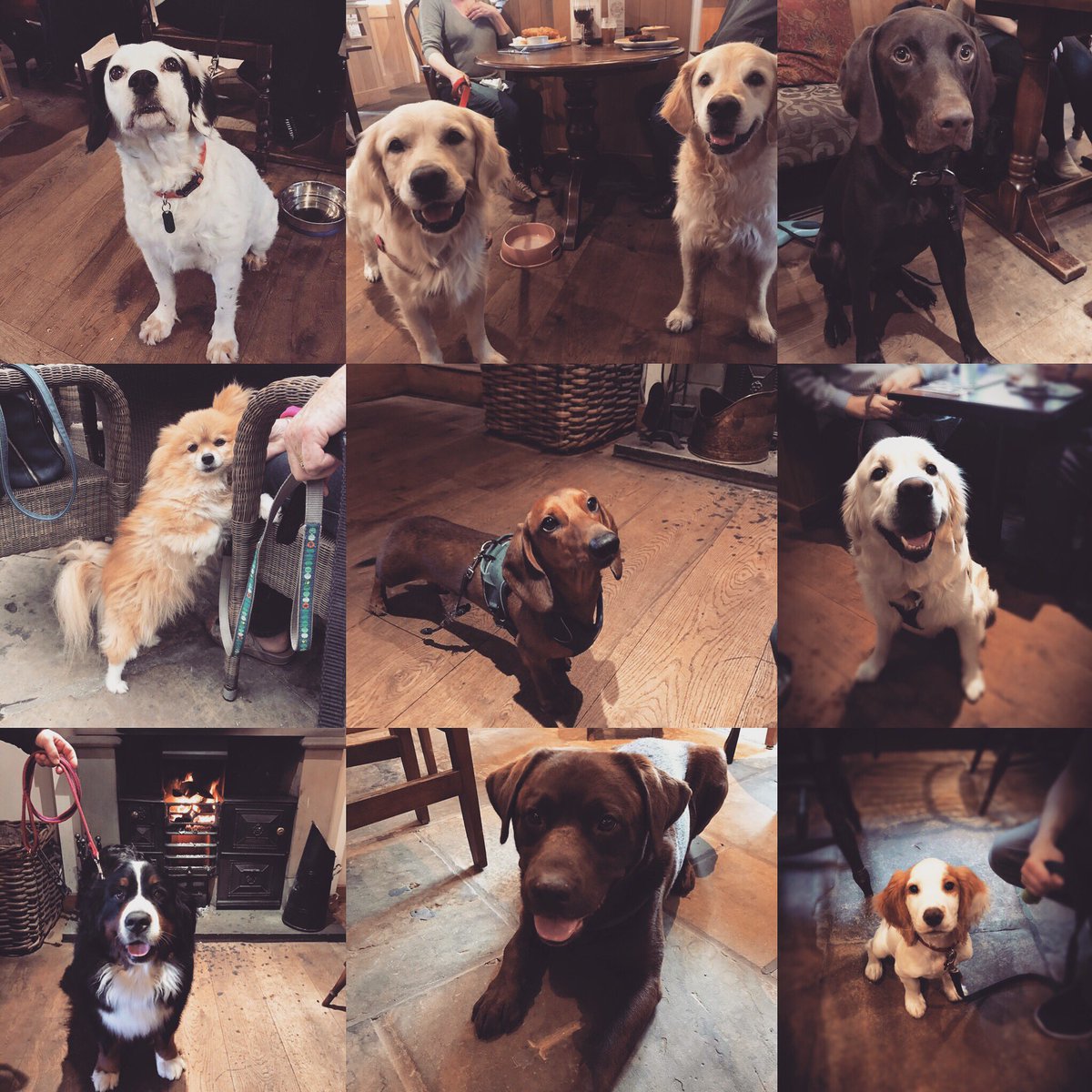 All dogs welcome no matter what breed or size, we love them all. We have doggie treats &amp; water bowls on hand! 🐶 #doggies #dogfriendly #countrypub #dogsofinstagram