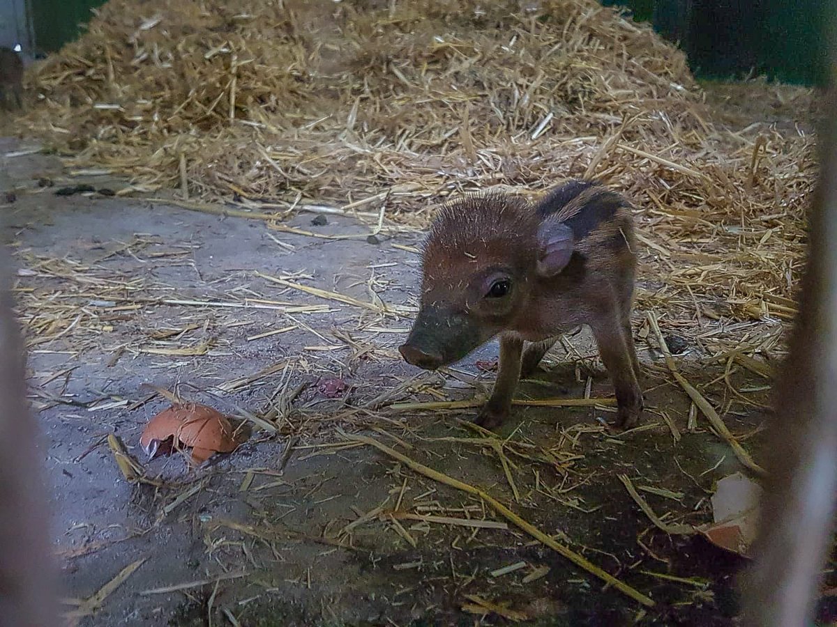 So when a new #RoyalBaby is announced, it trends nationally in the UK, but when we announce our new baby Warty Piglets the news doesn't even travel as far as Rotherham. 

Favouritism.
