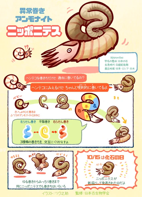 世界一変なアンモナイト、ニッポニテスと異常巻きアンモナイトのおはなし。 #化石の日 