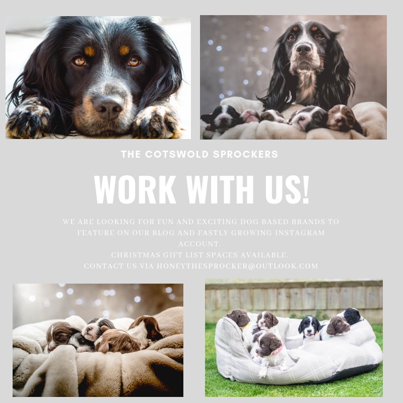 We are looking for brands to work with us on our new dog blog! Christmas spaces available!  DM or use the email provided Thanks. 

#dogblogger #bloggerswanted #prrequest
