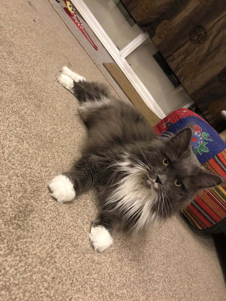 Cutiecharacters's tweet photo. Strike a pose #cat #cats #mainecoon #poser #catsoftwitter #beautiful https://t.co/FPZ3nyrQDJ